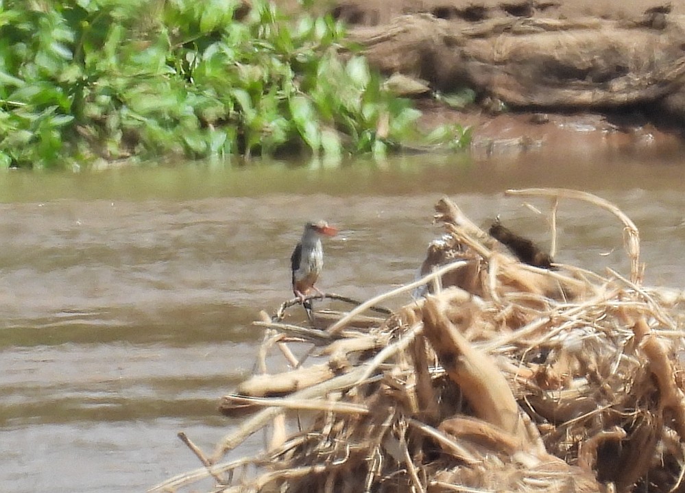 Alción Cabeciblanco - ML644032060