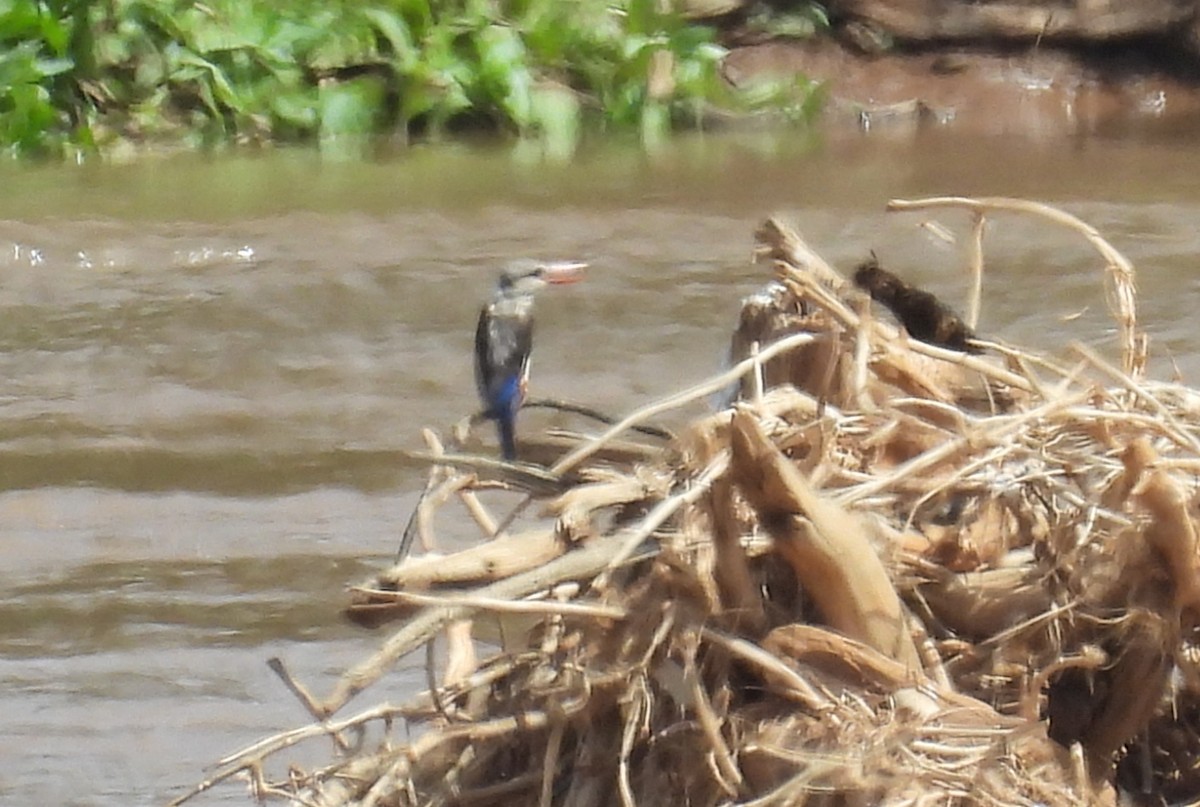 Alción Cabeciblanco - ML644032061