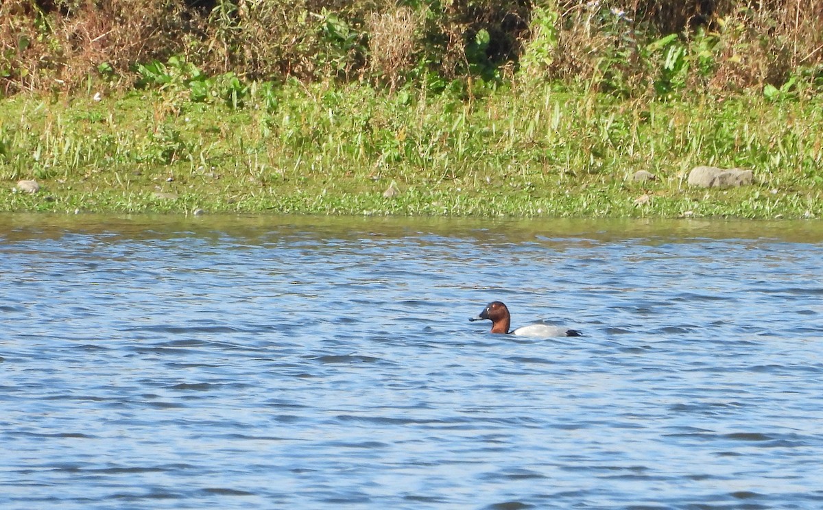 Common Pochard - ML644032080