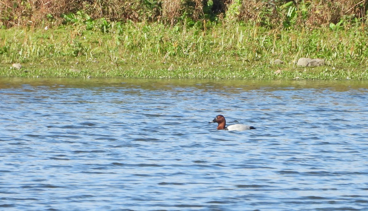 Common Pochard - ML644032081