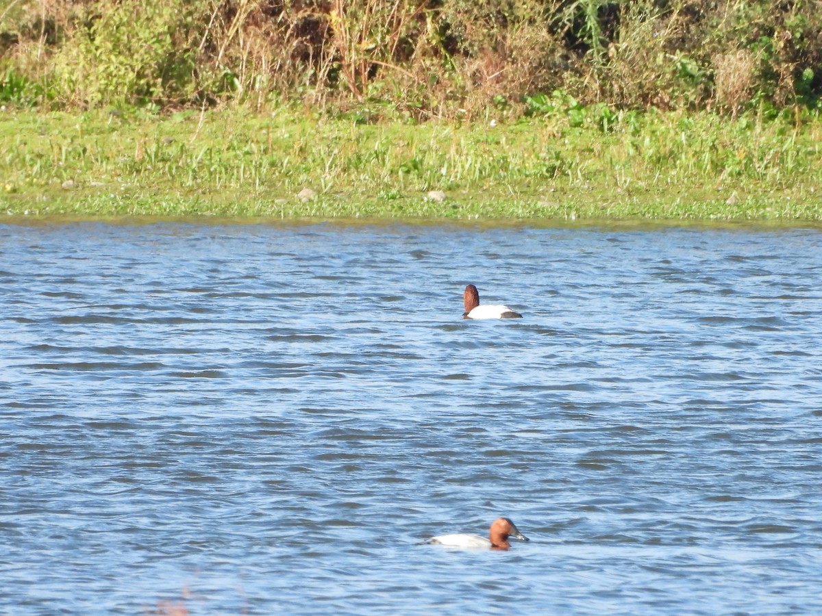 Common Pochard - ML644032082