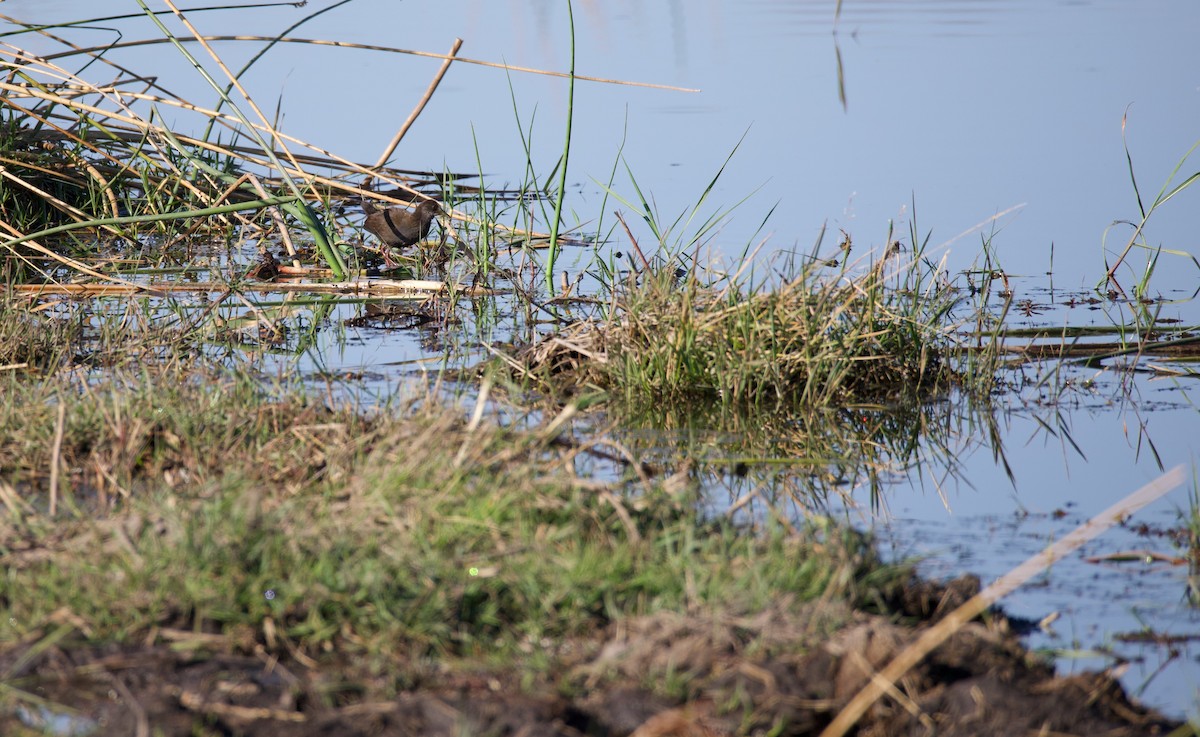 Black Crake - ML644032090