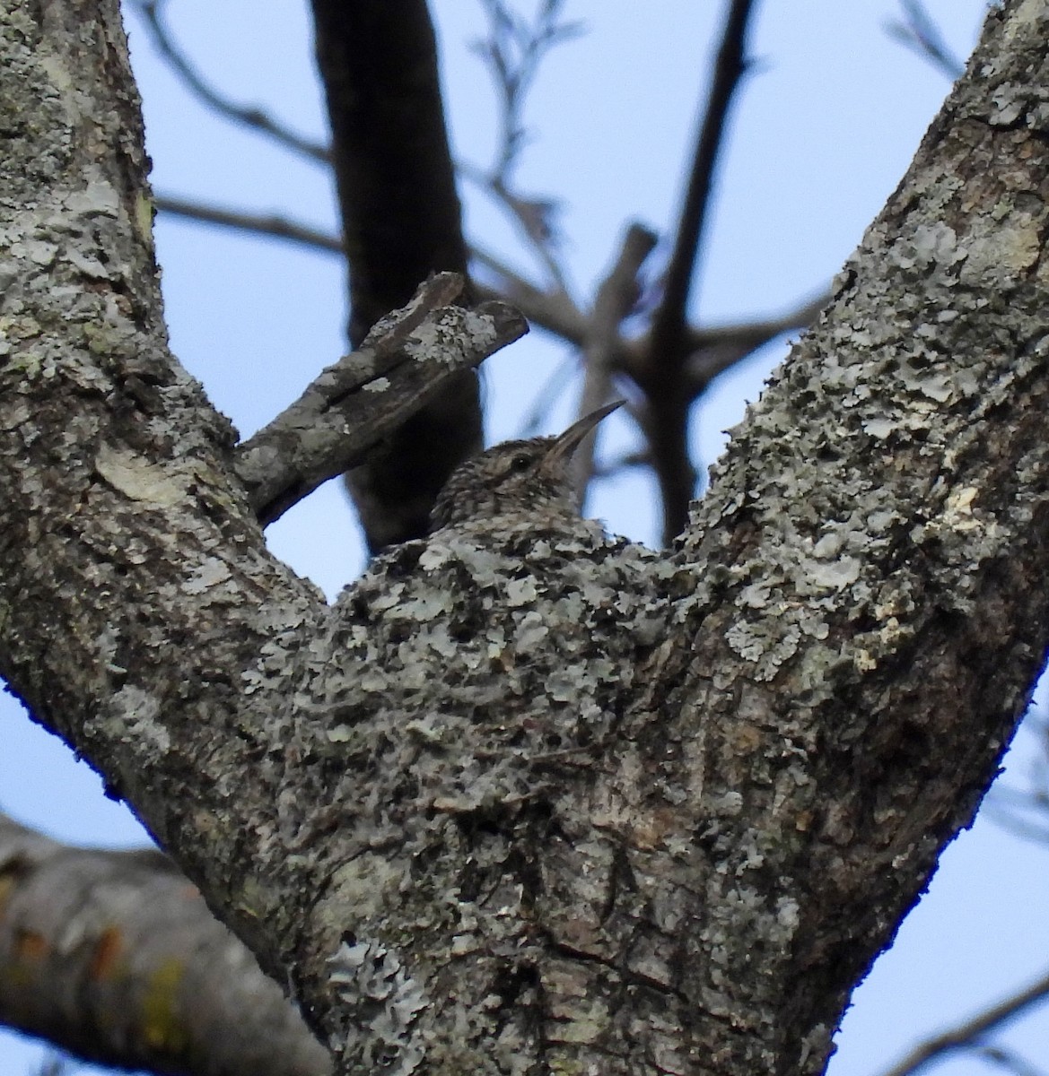 African Spotted Creeper - ML644032104