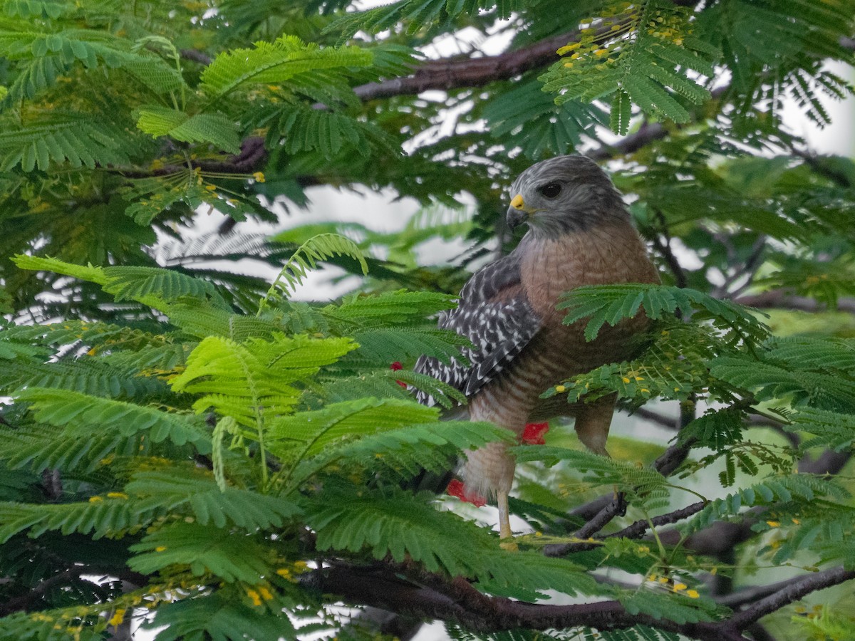 Red-shouldered Hawk - ML644032107
