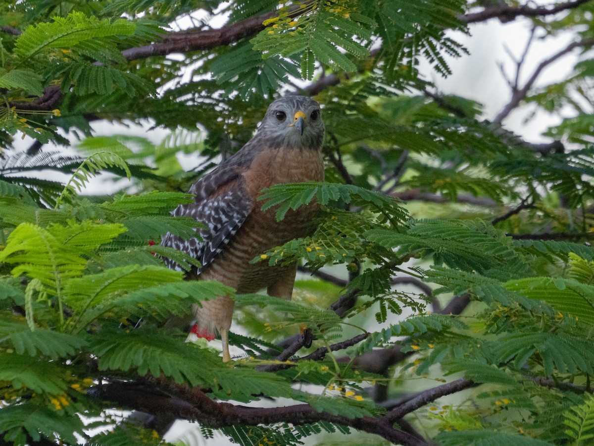 Red-shouldered Hawk - ML644032108