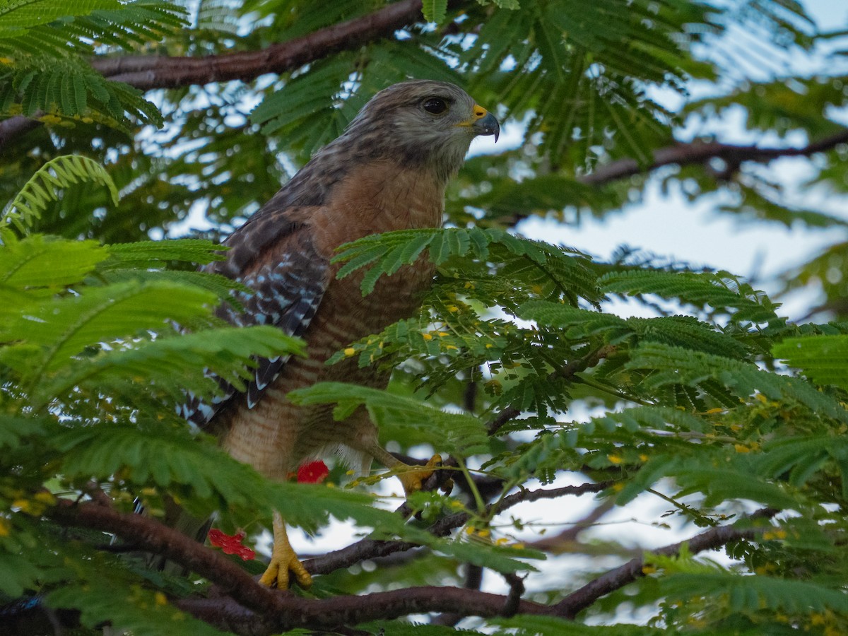Red-shouldered Hawk - ML644032109