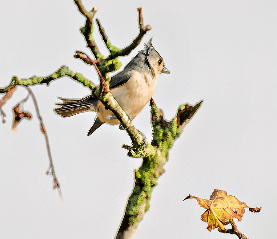 Tufted Titmouse - ML644032117