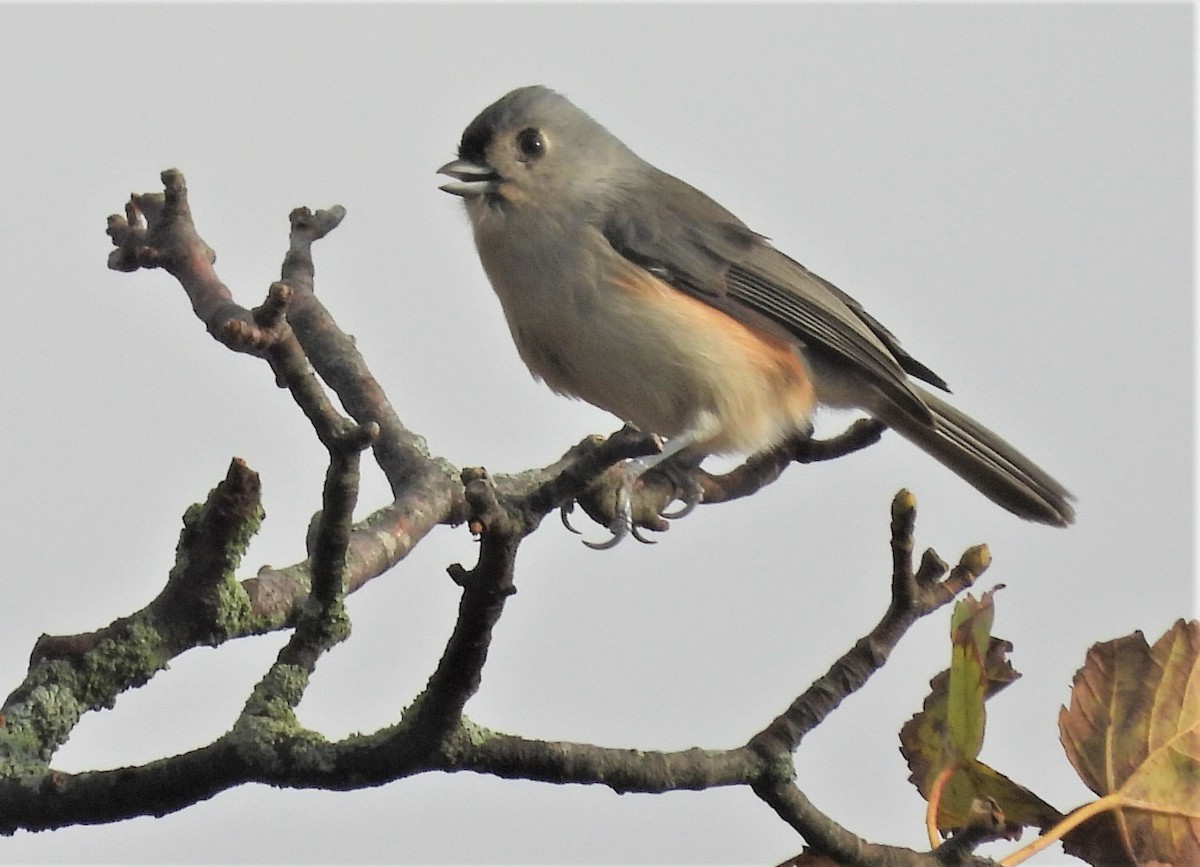 Tufted Titmouse - ML644032118
