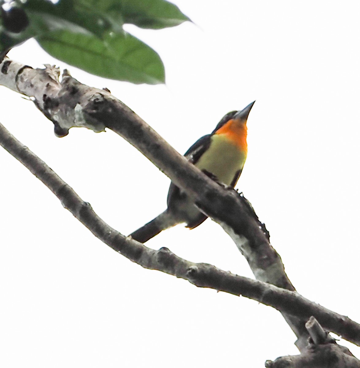 Gilded Barbet - ML644032145