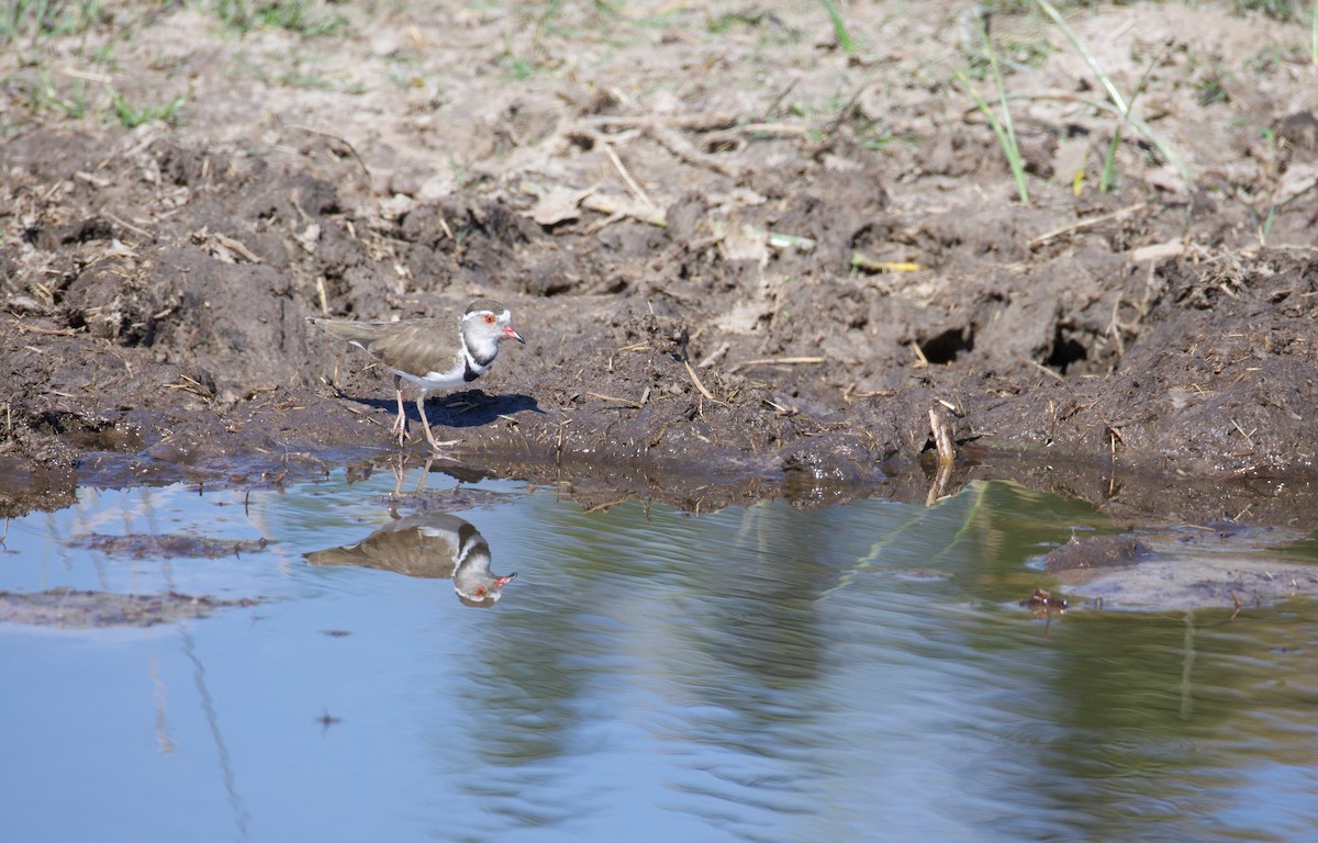 Three-banded Plover - ML644032148
