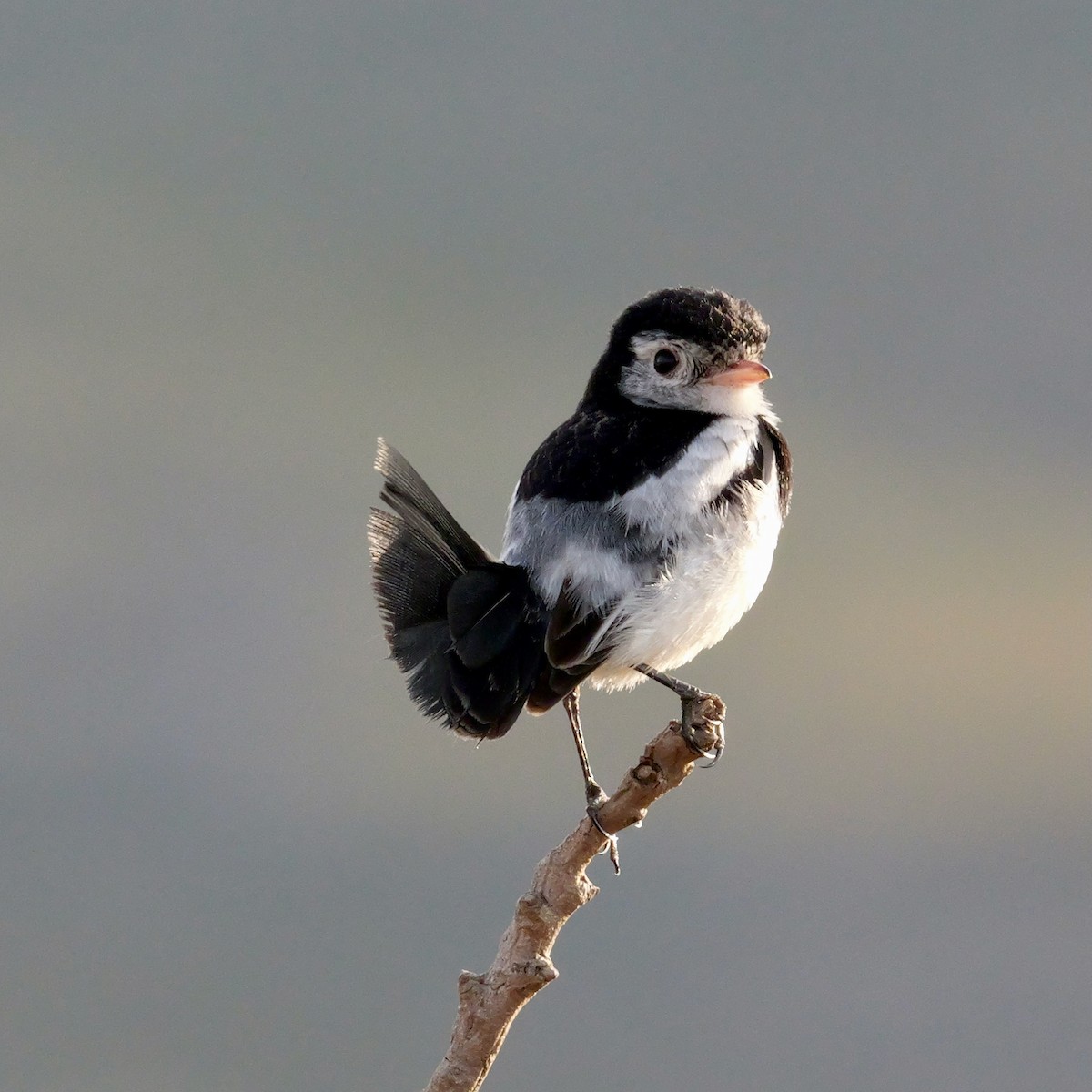 Cock-tailed Tyrant - ML644032154