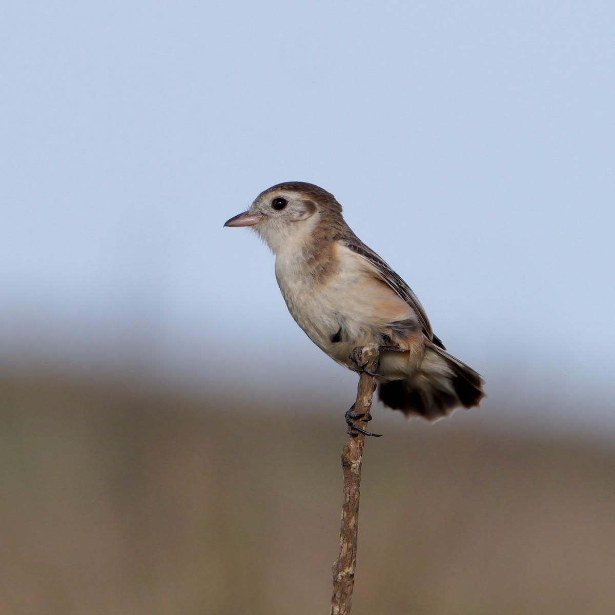 Cock-tailed Tyrant - ML644032155