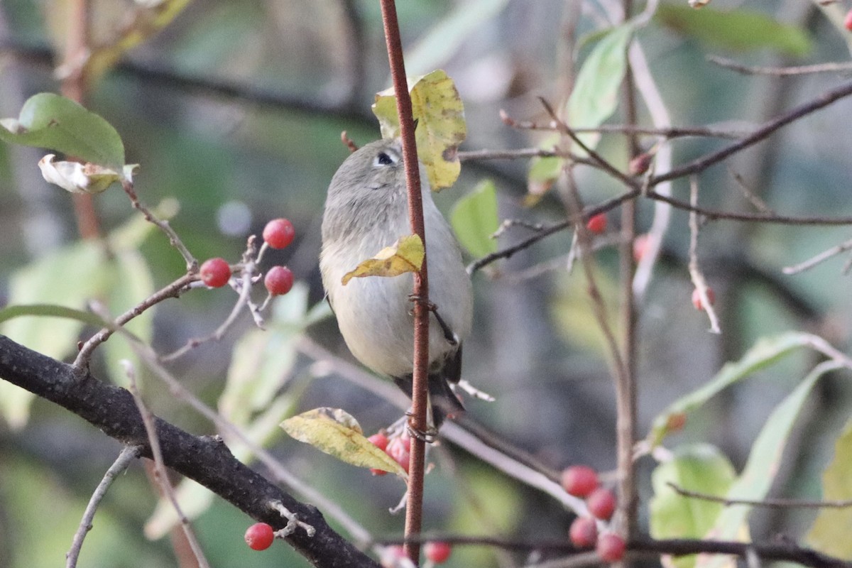 Ruby-crowned Kinglet - ML644032162