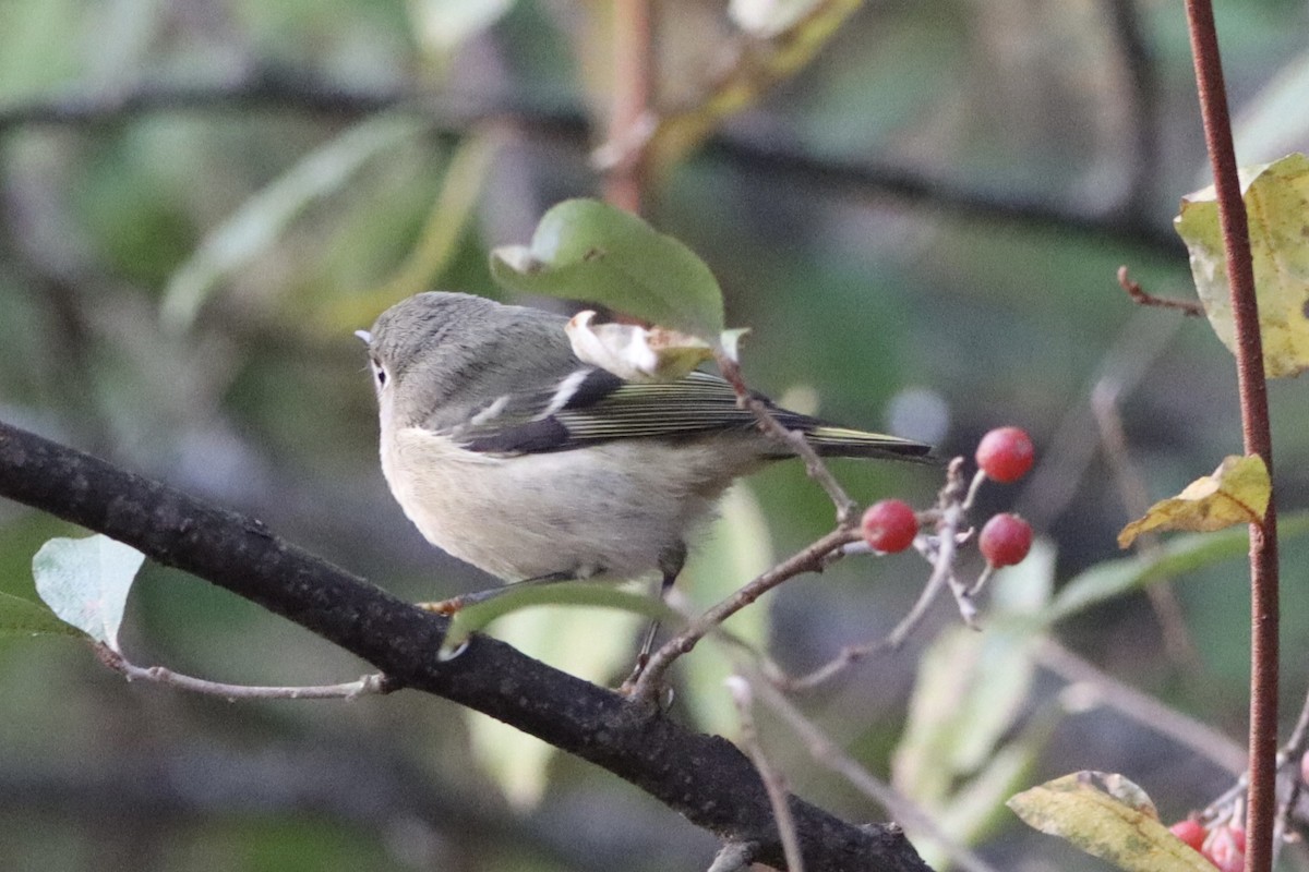 Ruby-crowned Kinglet - ML644032163