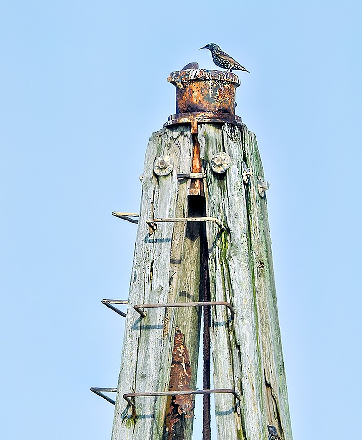European Starling - ML644032167