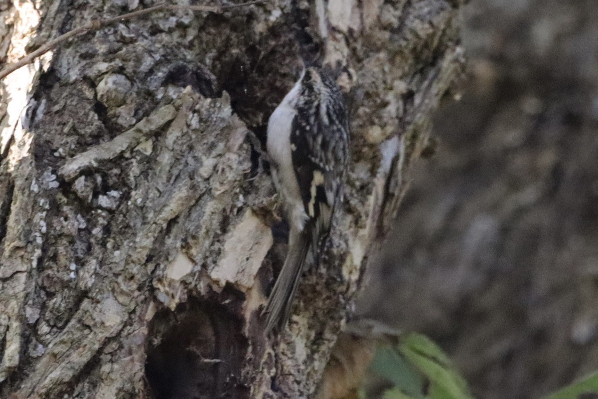 Brown Creeper - ML644032168