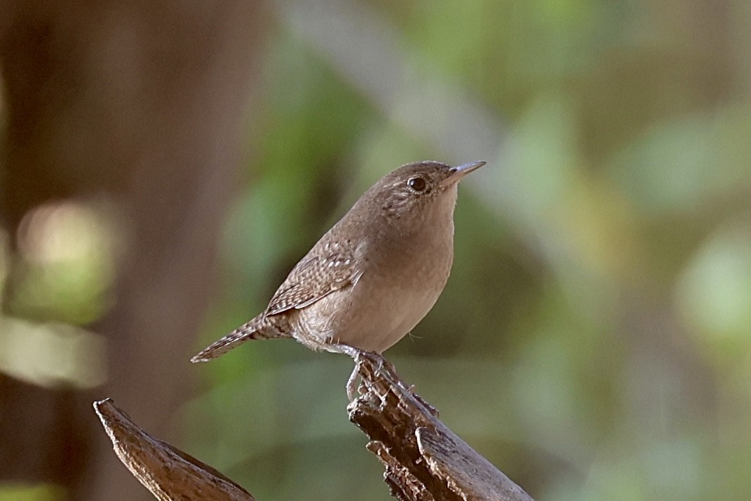 Northern House Wren - ML644032174