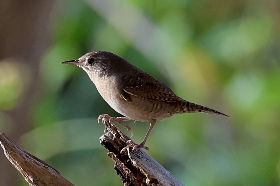 Northern House Wren - ML644032175