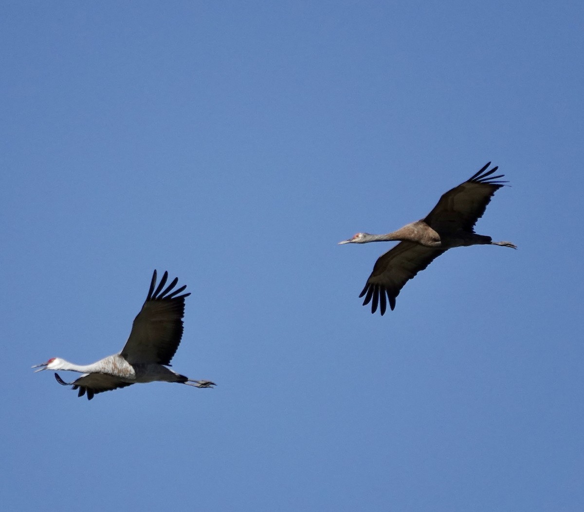 Sandhill Crane - ML644032191