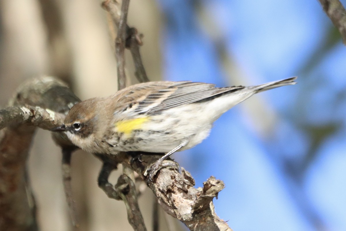 Yellow-rumped Warbler - ML644032192