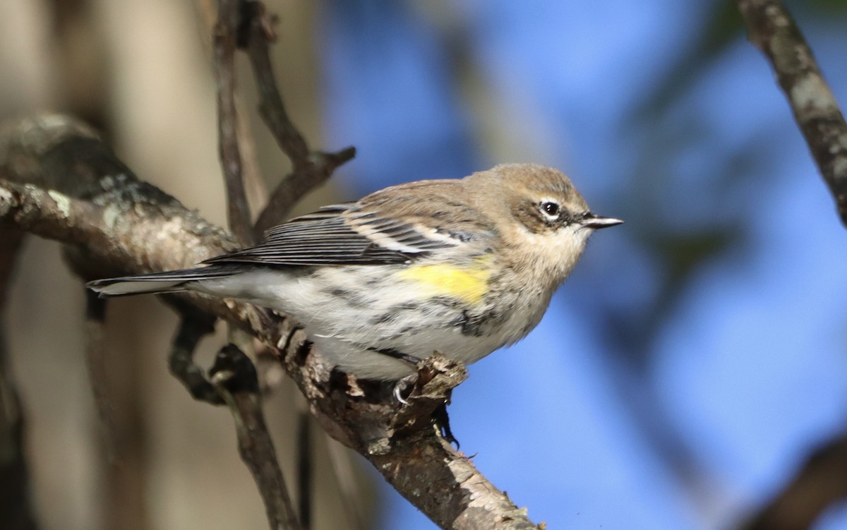 Yellow-rumped Warbler - ML644032193