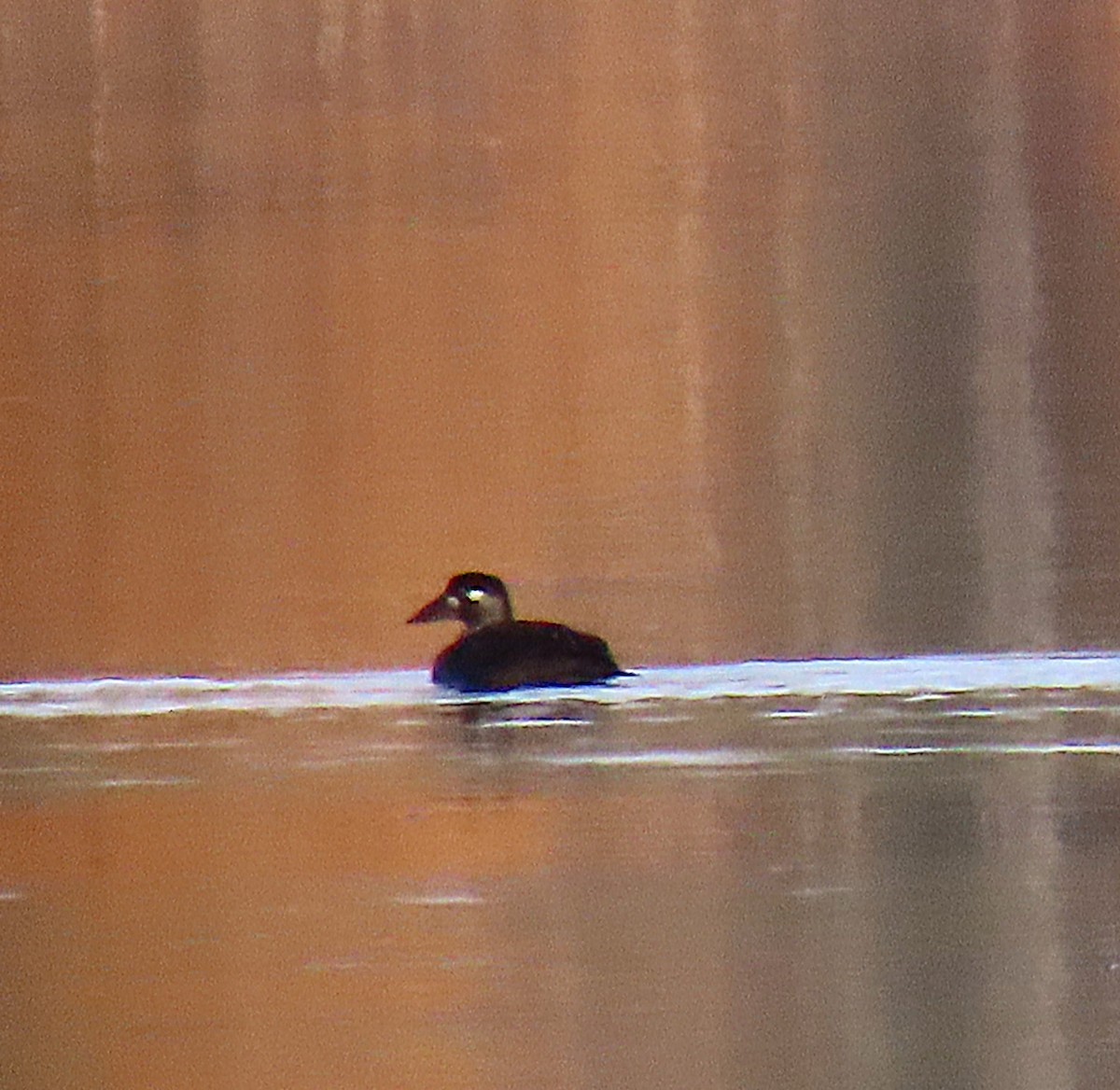 Negrón Careto - ML644032194