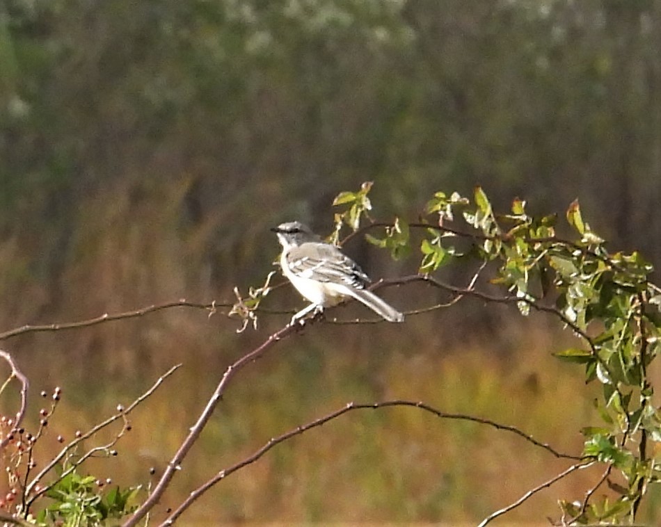 Northern Mockingbird - ML644032223