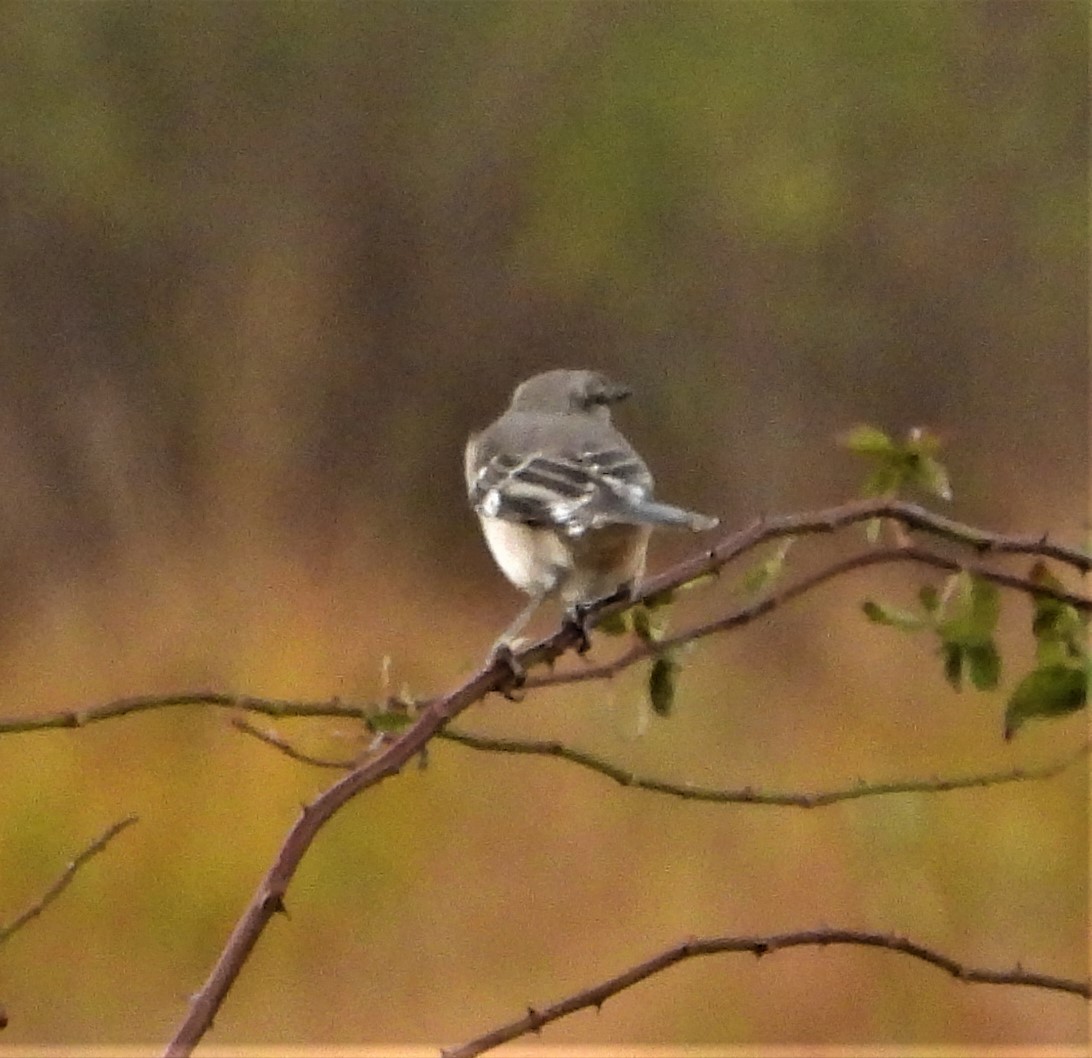 Northern Mockingbird - ML644032224