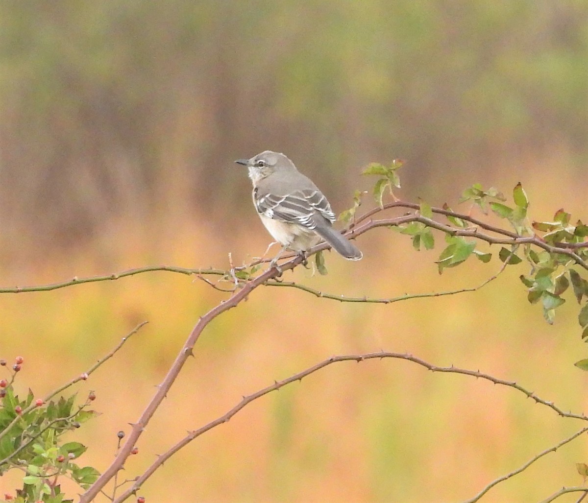 Northern Mockingbird - ML644032225