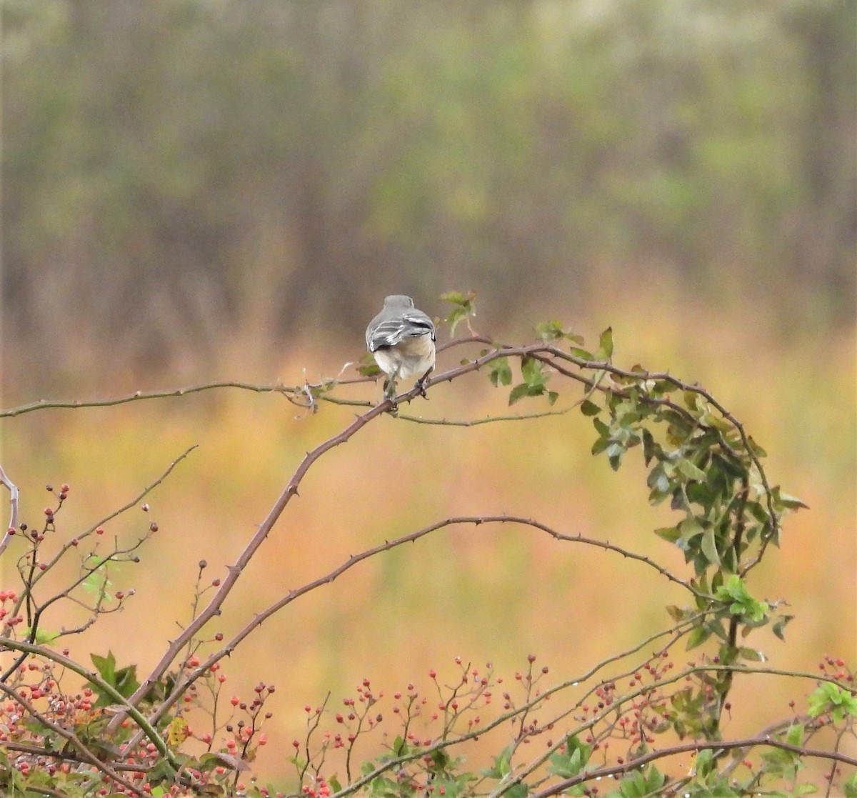 Northern Mockingbird - ML644032226