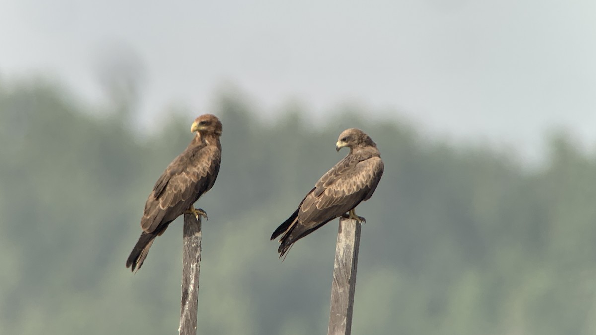 דיה שחורה (מערבית) - ML644032271