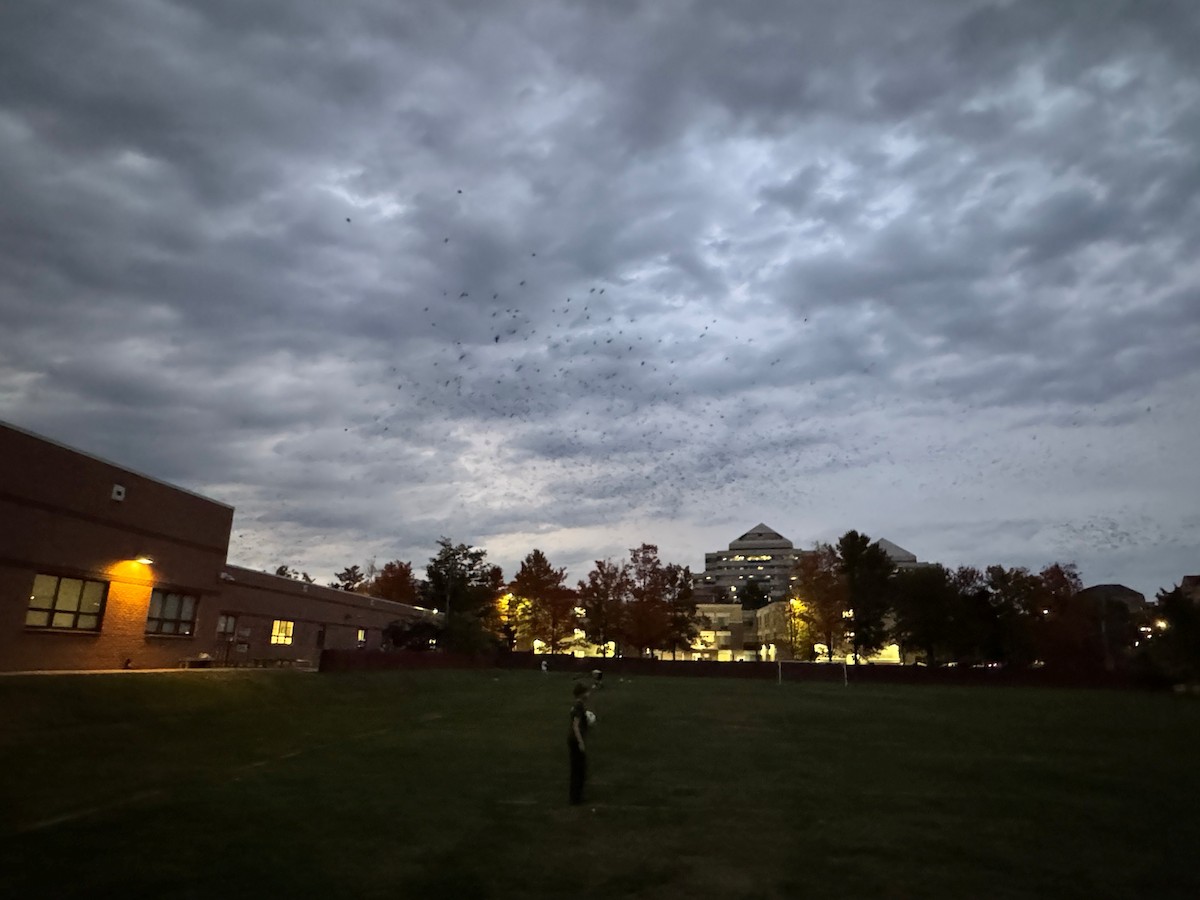 American/Fish Crow - ML644032275