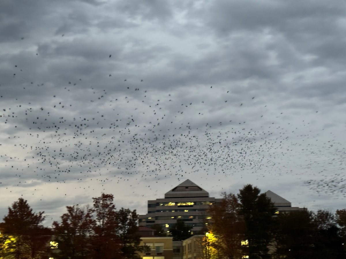 American/Fish Crow - ML644032276