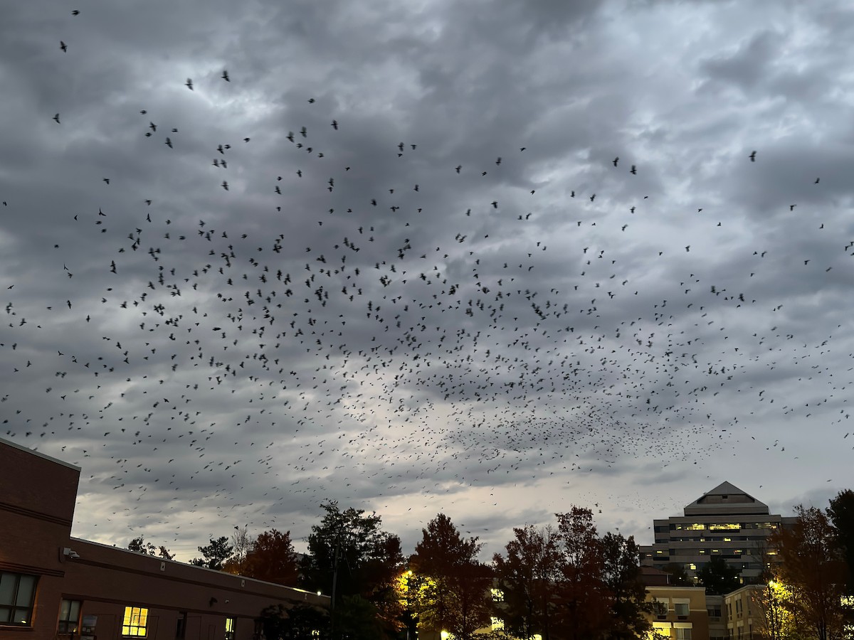 American/Fish Crow - ML644032277