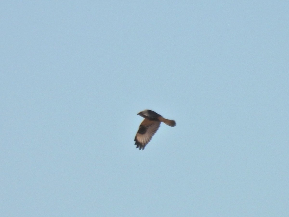 Rough-legged Hawk - ML644032286