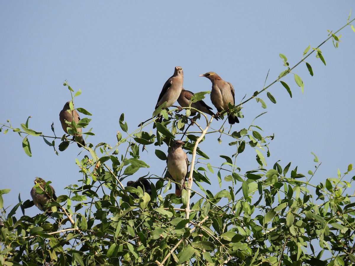Wattled Starling - ML644032289