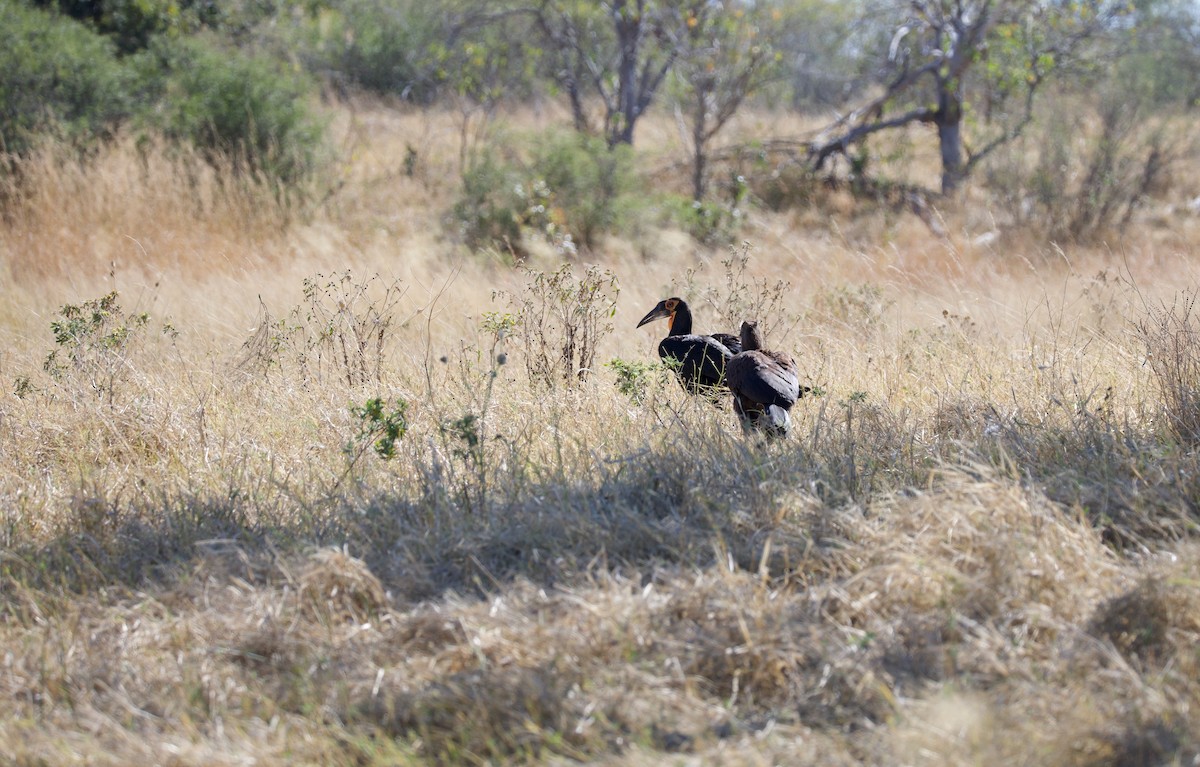 Southern Ground-Hornbill - ML644032299