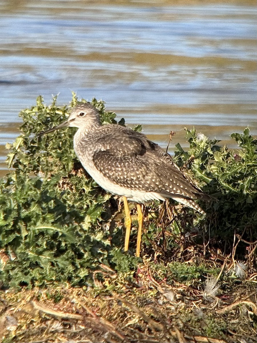 Greater Yellowlegs - ML644032300