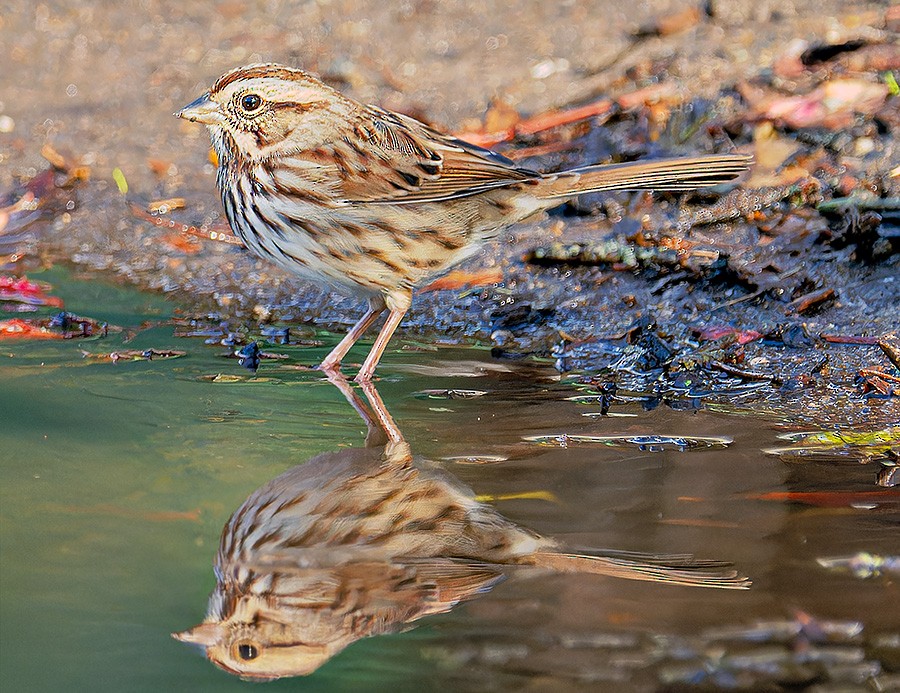 Song Sparrow - ML644032301