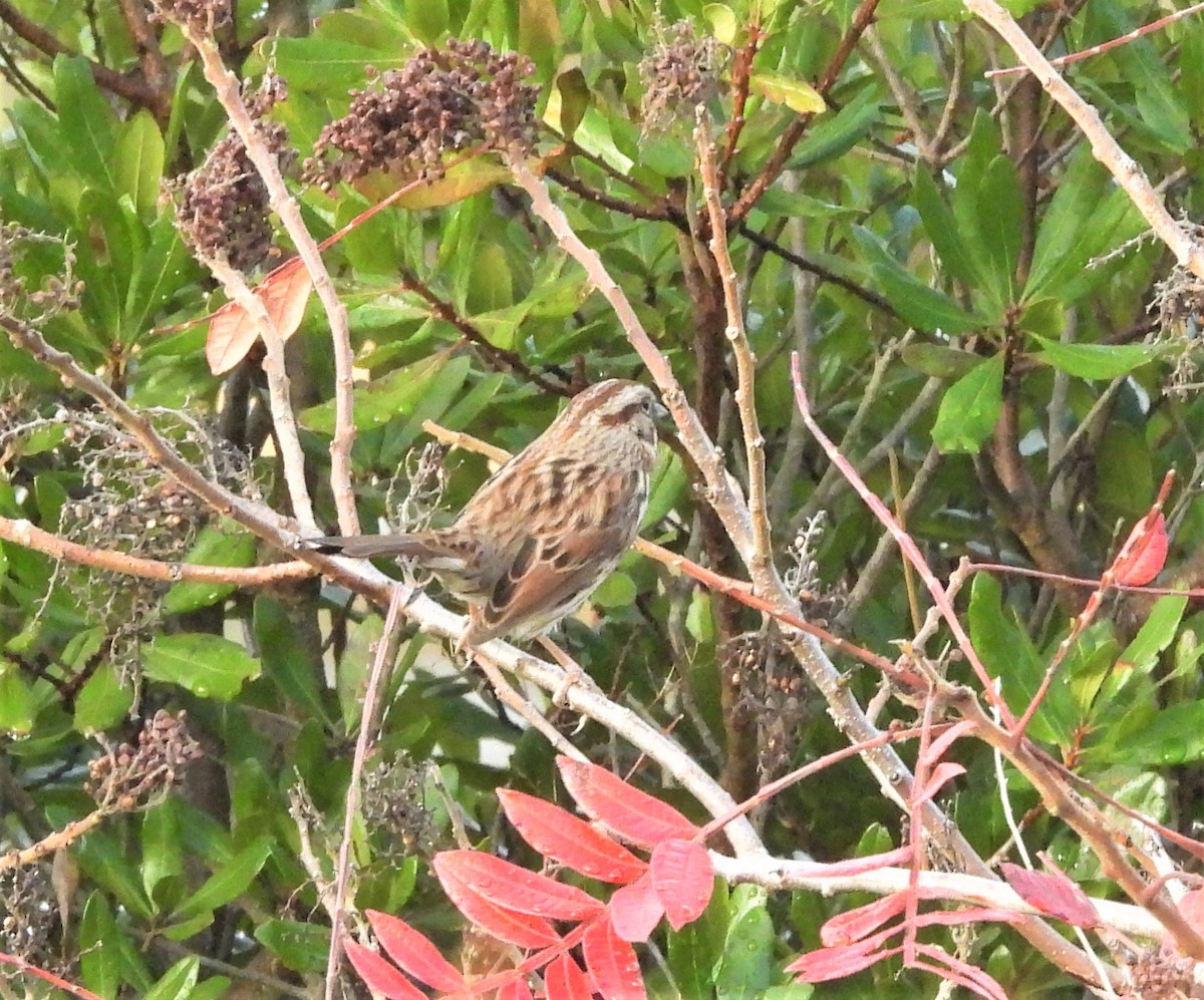 Song Sparrow - ML644032302