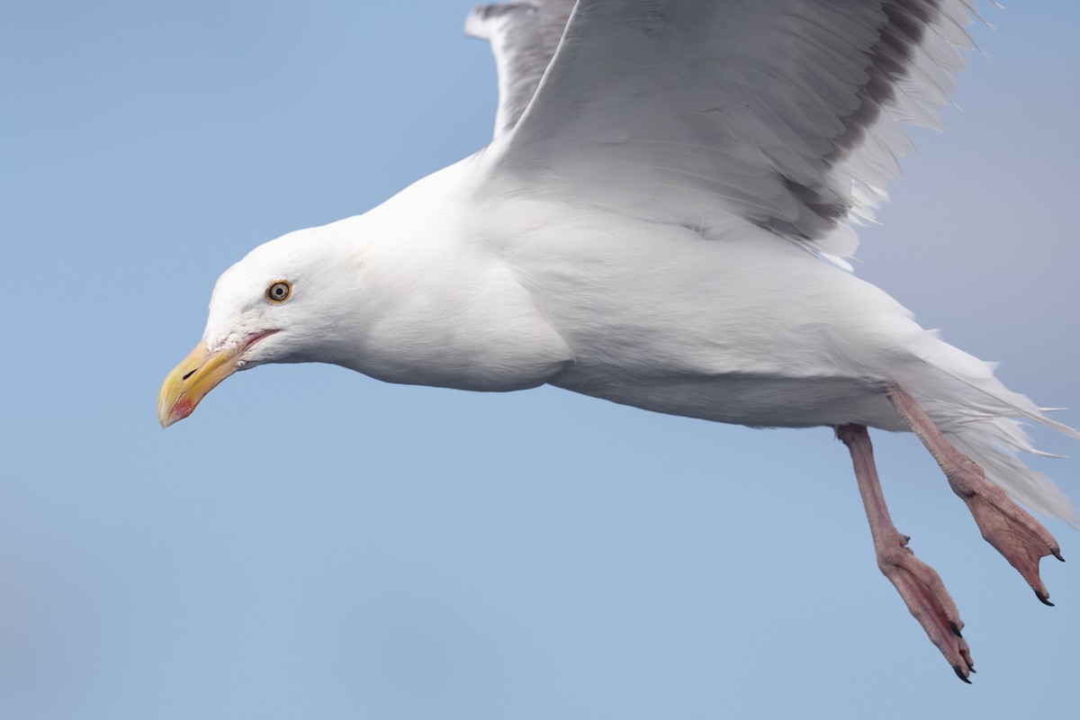 Western Gull - ML644032304