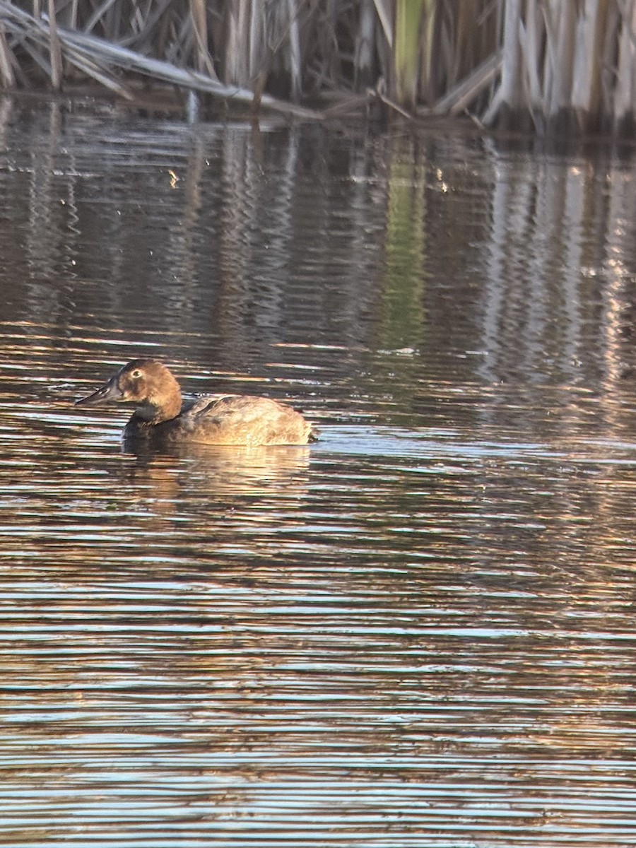 Canvasback - ML644032305