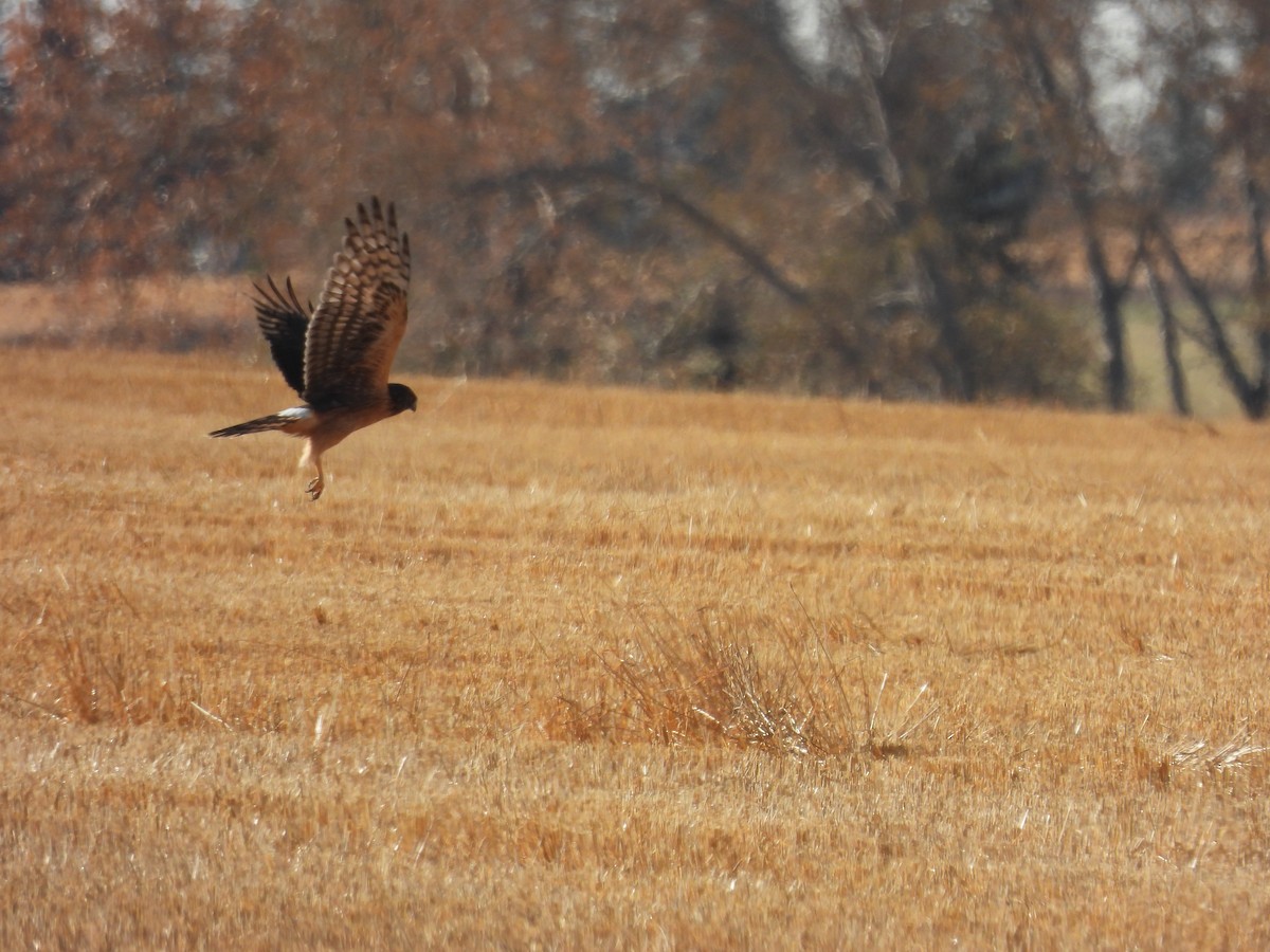 Northern Harrier - ML644032306