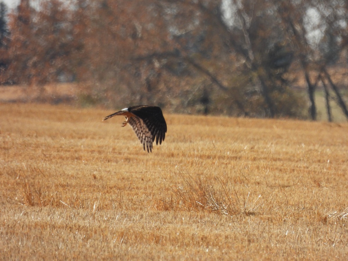 Northern Harrier - ML644032307