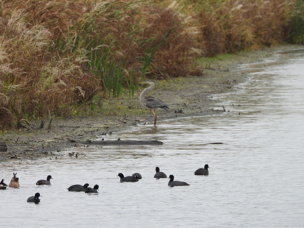 Great Blue Heron - ML644032308