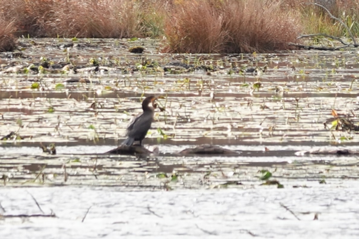 Double-crested Cormorant - ML644032309