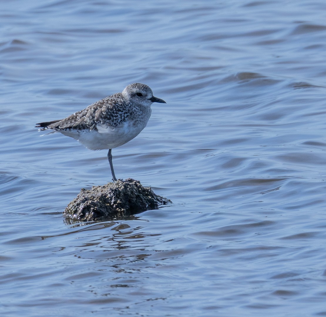 Black-bellied Plover - ML644032311