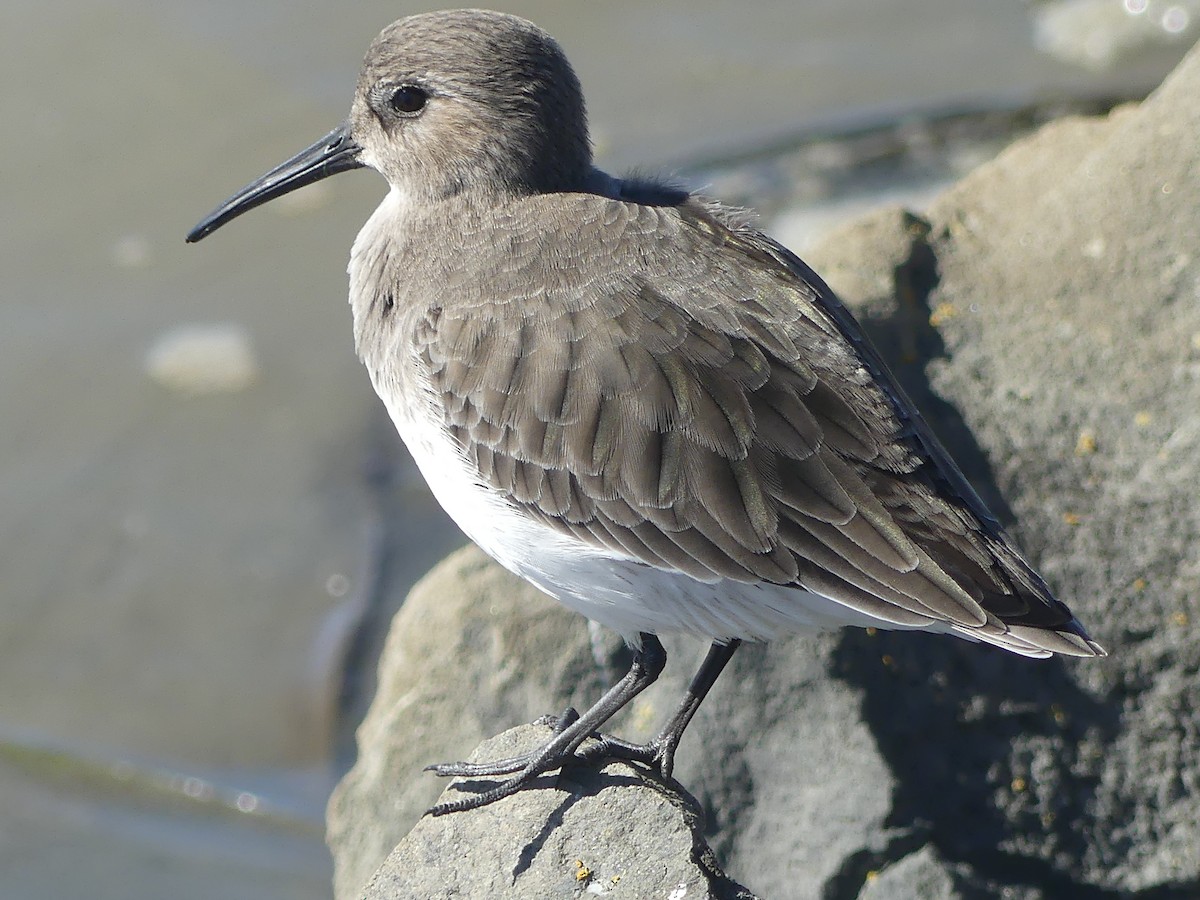 Dunlin - ML644032312