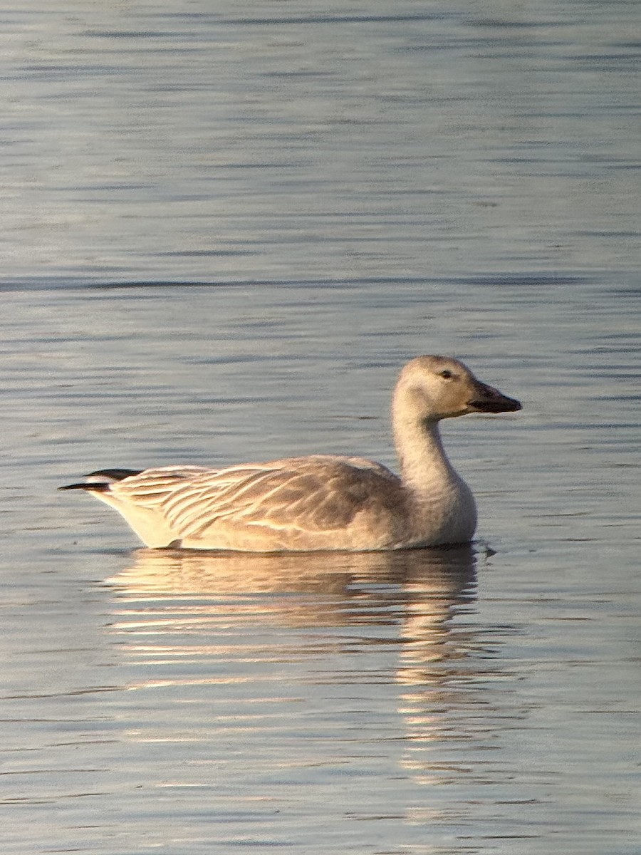 Snow Goose - ML644032313