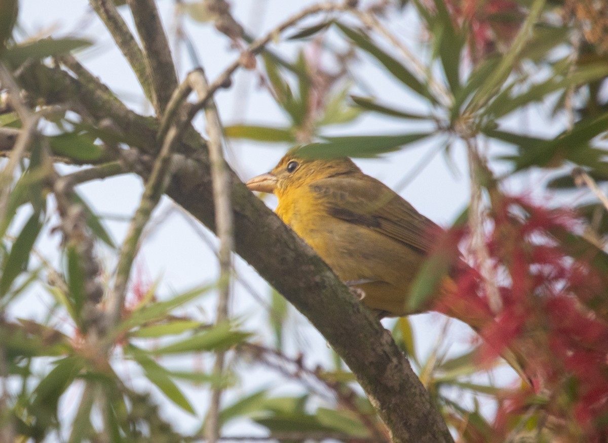 Summer Tanager - ML644032314